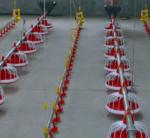 ABS Complete Auto 20kg Poultry House Equipment