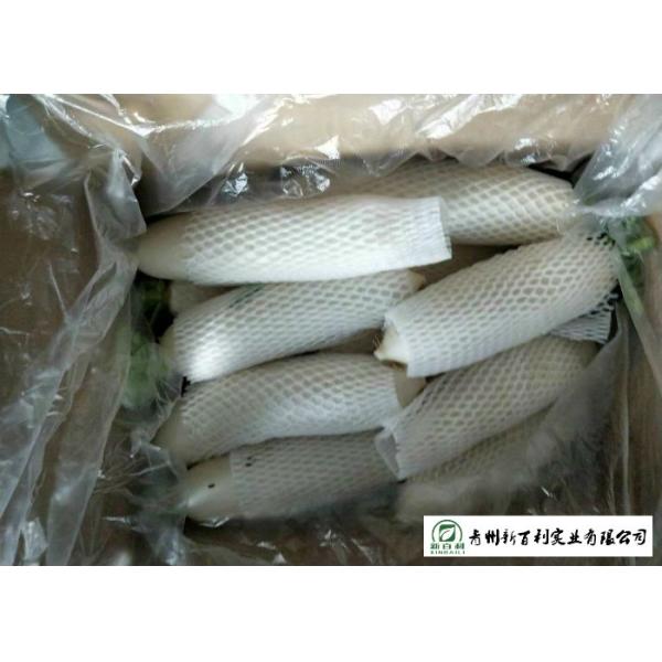 Organic Smooth Surface Fresh White Radish No Moldy Detoxification Function
