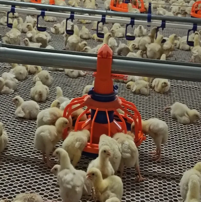 Custom Automated Poultry Equipment with Automatic Pan Feeding System and High Temperature Resistance for Breeder System