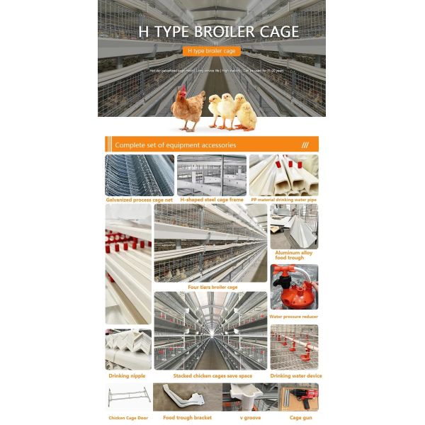 Galvanized Light Steel Frames Broiler Chicken House with Low Maintenance Required and Modular/Panelized Installation Poultry Farming Equipment