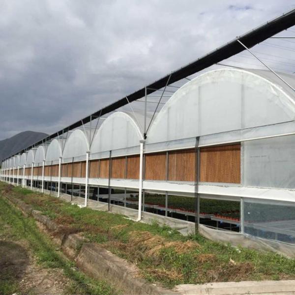 Structure Galvanized Steel Low Cost Green House Multi Span Agricultural