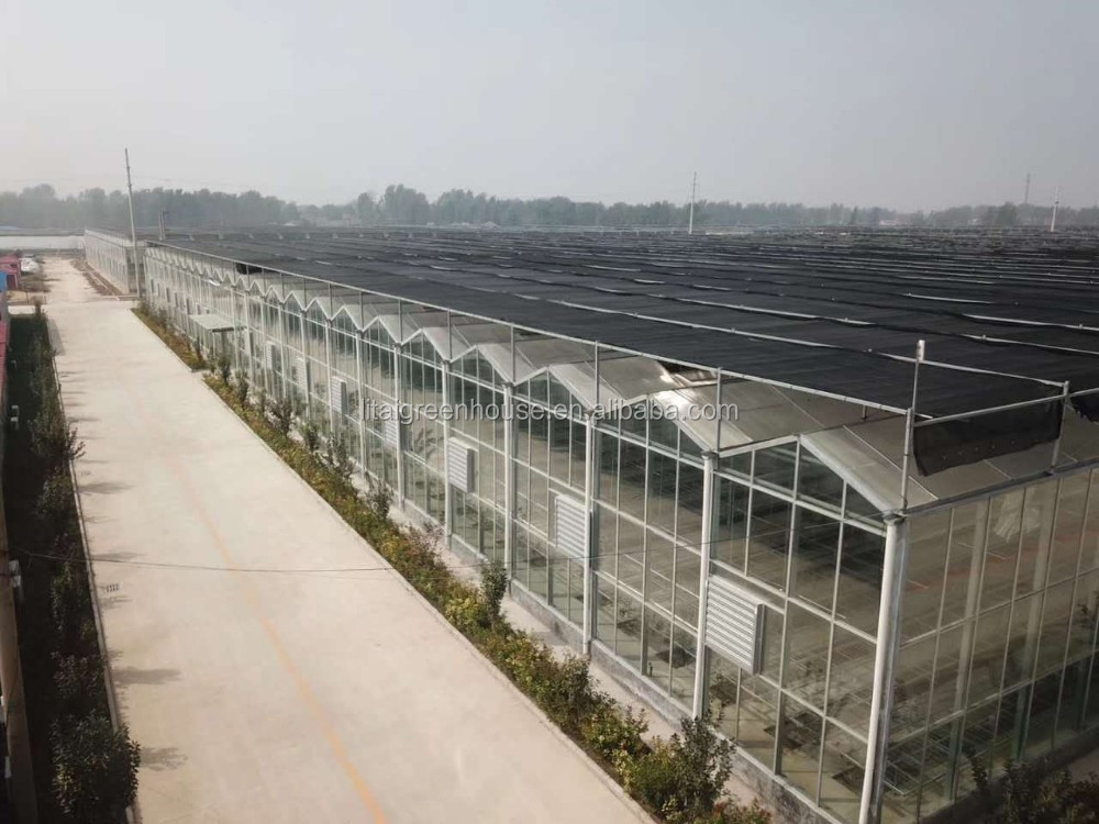 Smart Controlled Safe Glass Greenhouse for Vegetable Fruits Flowers Top Height 4.8m-6.8m
