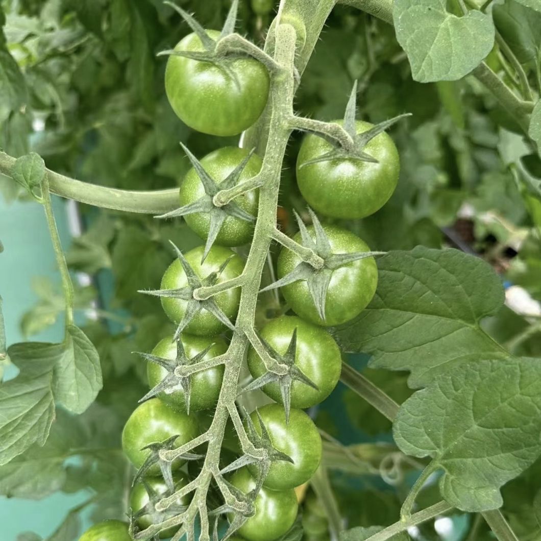 Low Cost Po Film Greenhouse with Shading System