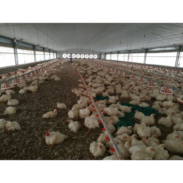 Modern poultry farm construction with steel structure and automated systems