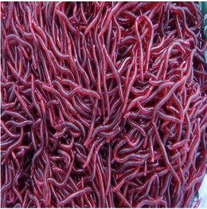 China 50Pcs 4cm Red Worm Soft Bait Simulation Earthworm Artificial Fishing Lure Lifelike Fishy S on sale