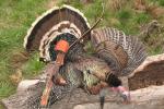 Id..204"(5.18mm) Straightness.003-.001" Spine 250/300/350/400/500/600 Assassin