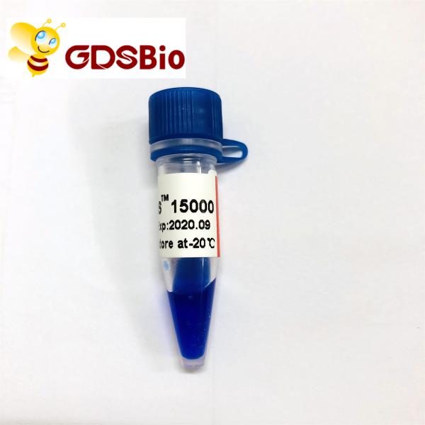 LD DS 15000bp 15kb DNA Marker Electrophoresis 50 Preps