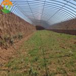 Film Agricultural Solar Greenhouses Maximize Your Vegetable Fruits and Flowers