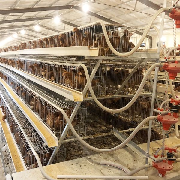 Hot-Dip Galvanized Laying Hen Cage with Automatic Feeding System and Low Maintenance for Poultry Farming