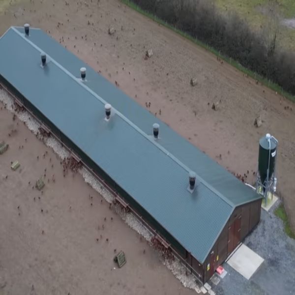 Efficient Modular Poultry Farm Construction with Galvanized Steel Long-lasting Fast Assembly