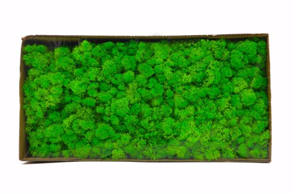 Preserved Moss wall decoration interior decoration beautiful stabilized