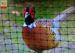 Wholesale Pheasant Fence Net, Plastic Poultry Netting, Chicken Netting Fence, Eco Friendly, Black Color from china suppliers