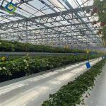 Agricultural Intelligent Strawberry Green House PC Board Greenhouse Eco Friendly