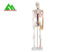 Life Size Medical Anatomical Human Skeleton Model 97 X 45.5 X 28cm