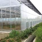 Anti Insect Net Multi Span Hydroponic Tunnel Plastic Greenhouse For Vegetable