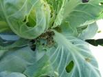 Organic Farm Insecticide bio pesticide manufacturers for Sustainable and Natural