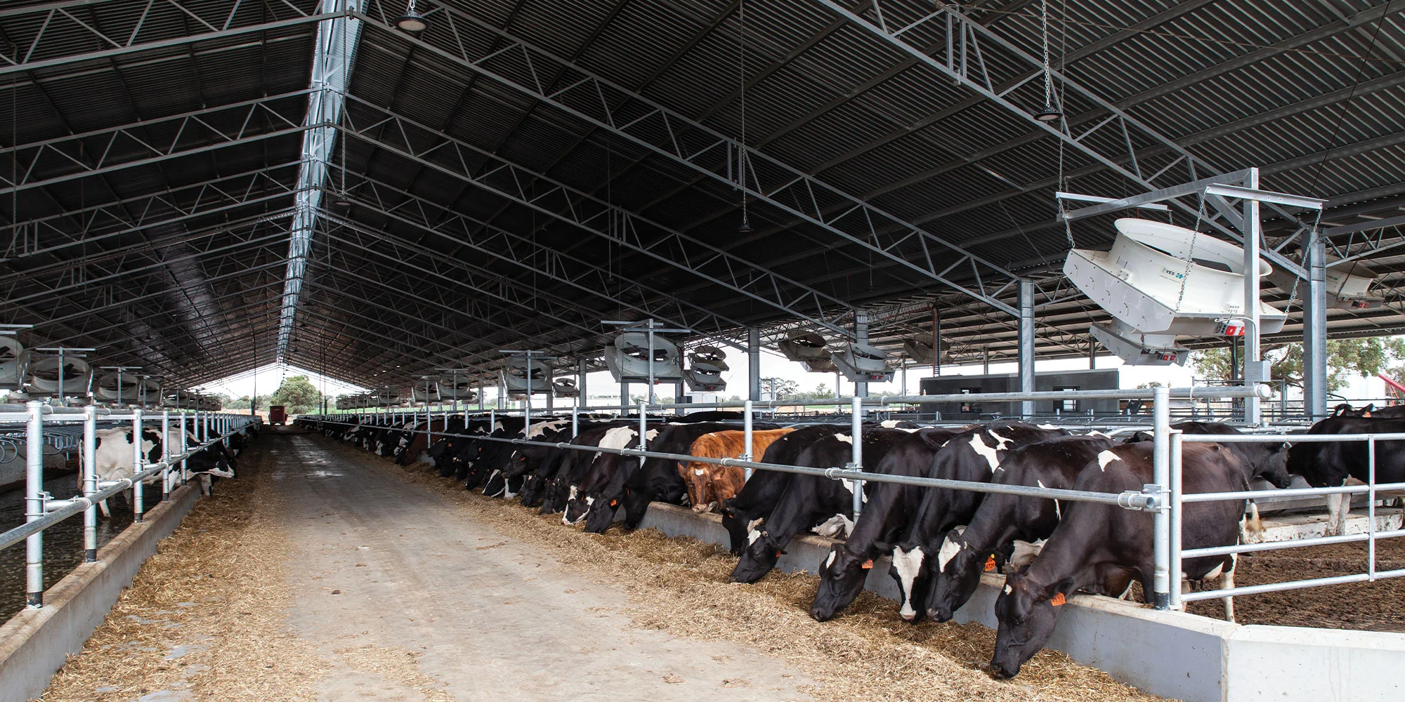 Steel Structure Cow House Design Cow Farm House Farm Shed Steel Structure Workshop