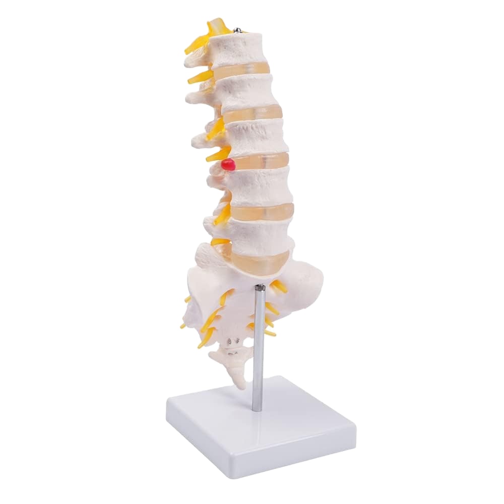 Sacrum Coccyx Nerves Life Size Skeleton Model human skeleton 3D School Teaching