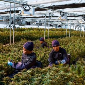 Wholesale Marijuana Growing Light Dep Automatic Blackout Greenhouse Hot Dip Galvanized from china suppliers