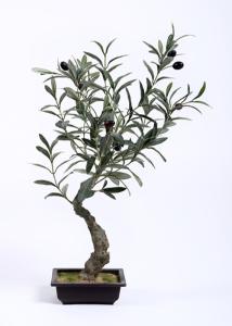 Wholesale Traditional Olive Tree Bonsai Botanical Mix With Square Plastic Flowerpot from china suppliers
