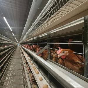 Wholesale Hot Dip Galvanized Layer Chicken Cage 200000 Birds Automatic Egg Collecting from china suppliers