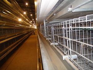 Wholesale Hot Galvanized Automatic Chicken Cages Egg Layer Battery Cage Farming Equipment Egg Collection Disinfection System from china suppliers