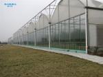 Hot Dip Galvanized Steel Plastic Multispan Greenhouse For Four Seasons Planting