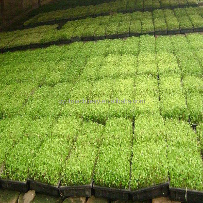 11 Rows Full Automatic Vegetable Tray Nursery Seedling Seeder for Quick Seed Planting