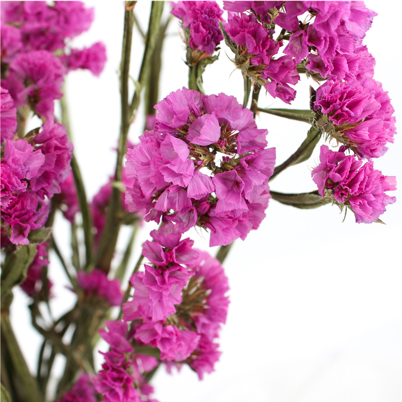 Fashion Style Beautiful Dried Flowers Statice Limonium Forget Me Not