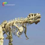 length 15m Museum Quality Dinosaur Replicas T Rex Skull water repellent