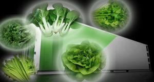 China Return refunds 30-Day Guarantee for Shipping Container Leafy Vegetable Greenhouse on sale