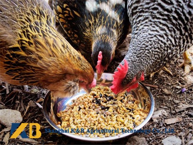 65% Protein Content Broiler Chicken Feed For Poultry Livestocks Growing