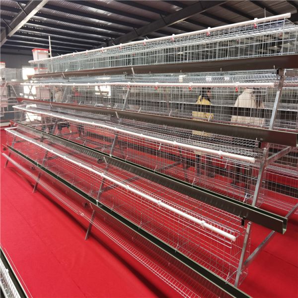 Fully Automatic A Shape Layer Cage with Hot-DIP Galvanized Steel for 15-20 Broilers/Layer in 4-8 Tier Configuration