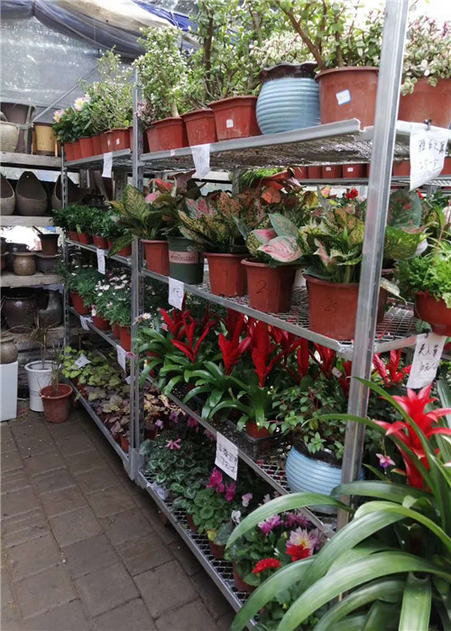 1350*565*1900MM Galvanized Greenhouse Danish Trolley Shelf