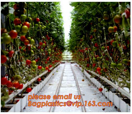Quality Film Covering Tomato Planting Greenhouse,Tomato Greenhouse film, Plastic Polyethylene sheet 6 mil 4 year UV Resistant cr for sale