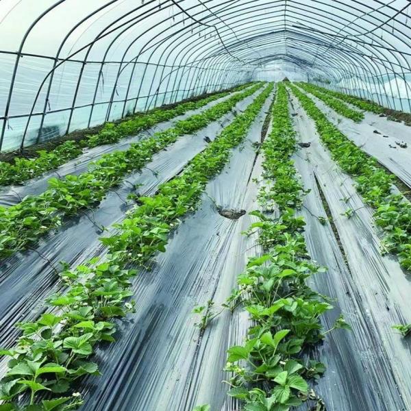 Commercial Greenhouse Single Span Tunnel Film Greenhouse with 30 Days Return