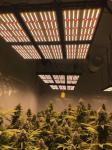 HPS CMH LM301B LED Grow Light