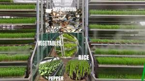 Wholesale Upward Circulating Rice Seedlings Cultivating Machine For 20 Acres Transplanting from china suppliers