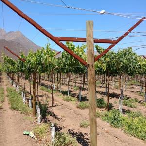 Wholesale Anti Corrosive Vineyard Trellis Construction Metal Line Vineyard Posts 2.5mm Thick from china suppliers