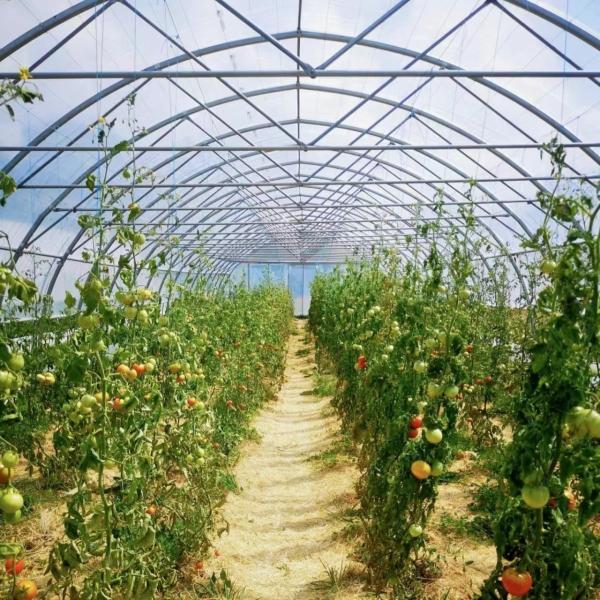 Large Single Arch Tunnel Greenhouse JX-A00182 for Year-Round Vegetable
