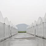 Hot Galvanized Steel Hydroponic Tomato Multi Span Greenhouse Outdoor Farming