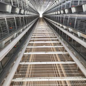 Wholesale H Type Automatic Layer Cage System , 450cm2/Bird Q235 4 Tier Chicken Cage from china suppliers