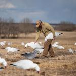 Feeder Body Lifelike Eva Plastic Silhouette Geese Decoy For Juvenile Snow Goose