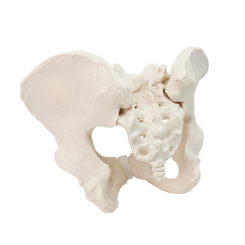 Eco-friendly PVC 1:1 Life Size Medical Education Artistic Creation Design Ergonomics Physical Education Female Pelvic Model