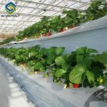 OEM Steel Frame Fruit And Vegetable Greenhouse For Strawberries
