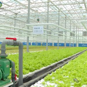 Wholesale Customization Commercial Plastic Film Greenhouse For Lettuce Planting from china suppliers