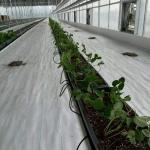 White Woven Cloth Ground Cover Net Weed Control Fabric Anti Grass Cloth
