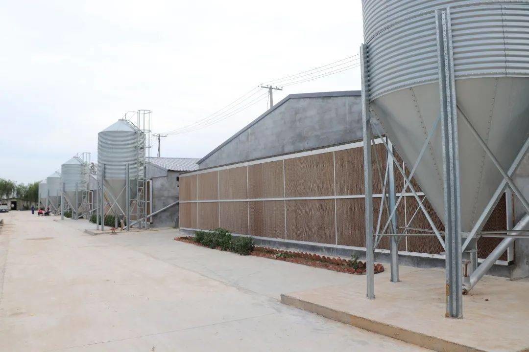 Anti Corrosive Galvanized Full Antomatic Poultry Farm Shed Bird House Prefabricated