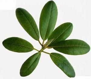 China Corosolic acid(Loquat Leaf Extract)30% Promote weight loss, Balances blood sugar on sale