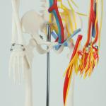 Full Size Anatomy Skeleton Model Chromatic Vessels Nerves 85cm